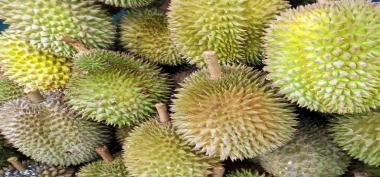 Sudah tahu? Ini 5 Fakta mengenai Durian yang Jarang Diketahui
